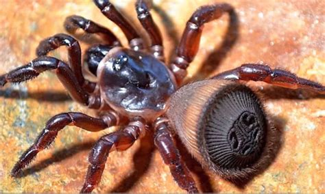 10 deadly spiders of the world s 10 top trending