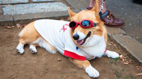 Can she see different colors? How Dogs Teach Us to Be Happy | Inside Edition
