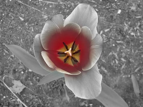 In a matter of weeks, their colorful blooms burst forth to signal the end of a colorless winter. Photo entry: tulips in spring