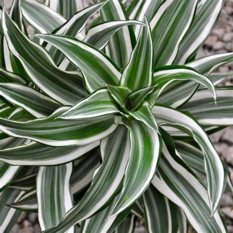 You are not god corn dracaena can give you a big splash of green with little fuss. Dracaena | California Greenhouses | Interior Plants