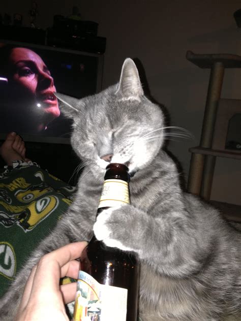 I Have No Idea Why But My Cat Has Always Loved Beer Cats