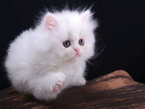 Other breeder's photos, or photos of kittens to represent their own. 41 Very Cute Persian Kitten Pictures And Images