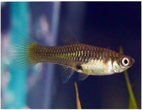 Large pet stores never carry female endlers or they assume they are female guppies and mix them. Endler's Livebearer Fancy Guppy Female | Arizona Aquatic ...