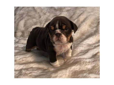 Olde English Bulldog Mix Puppies For Sale Fresno Puppies For Sale Near Me