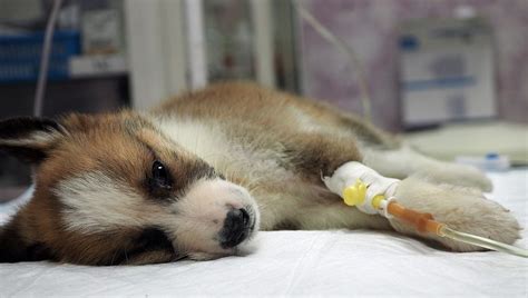 Le Parvovirus Canin Est Rampant En Australie Rurale Santé Du Chien