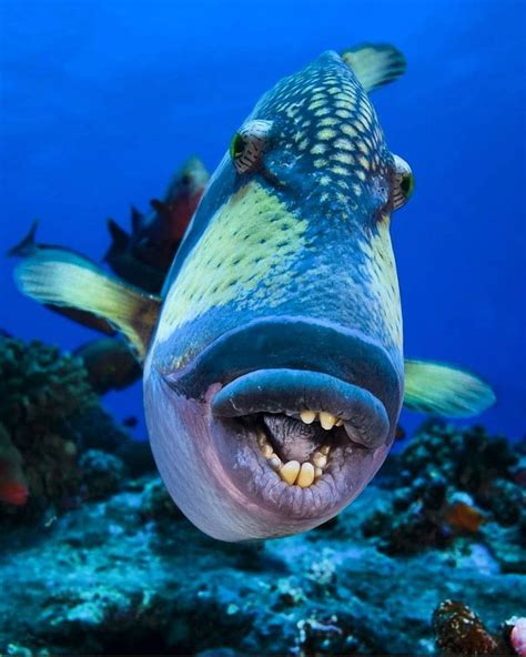 √ Ugly Fish With Big Lips Cartoon Fischlexikon