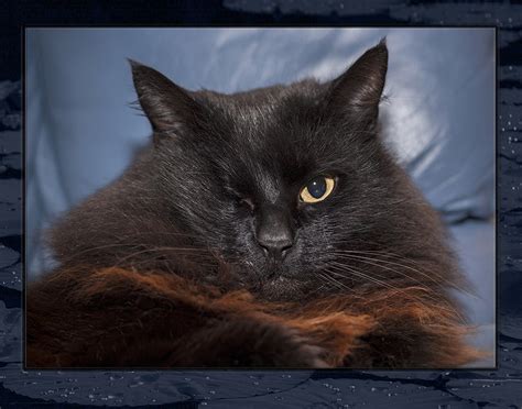 One Eyed Jack The Black Cat Photo And Image Animals Cats Pets And Farm