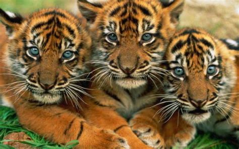 Cute Tiger Wallpaper 56 Pictures