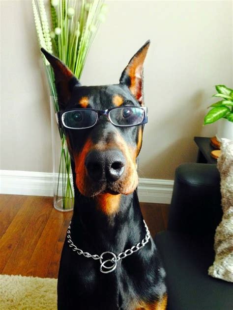 Hahaha Super Smart Dobermann Doberman Pinscher Doberman Dogs