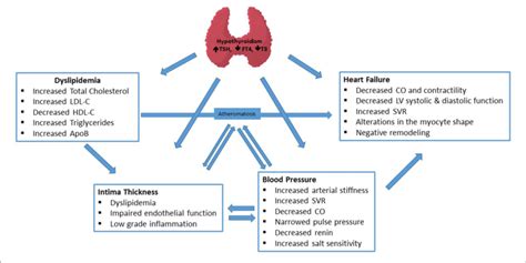 Major Mechanisms Of The Effects Of Hypothyroidism On Cardiovascular