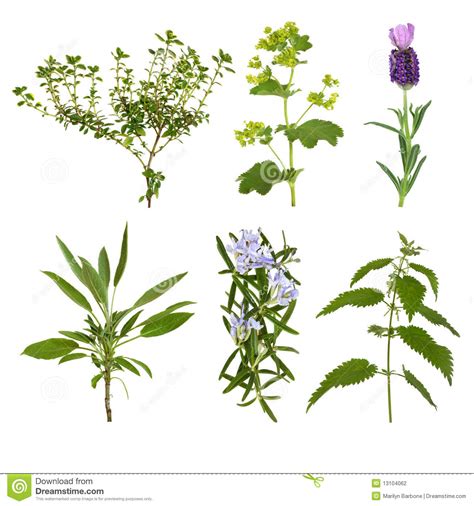 Herb Leaf Selection Stock Photo Image Of Herbs Flowers 13104062