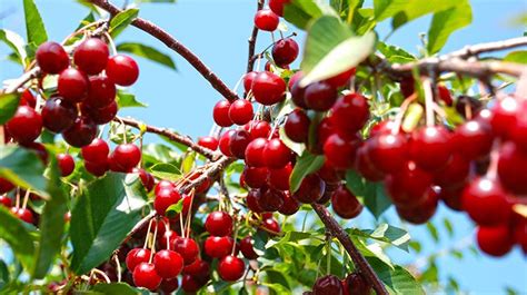 10 Absolutely Delightful Facts About Cherries Taste Of Home