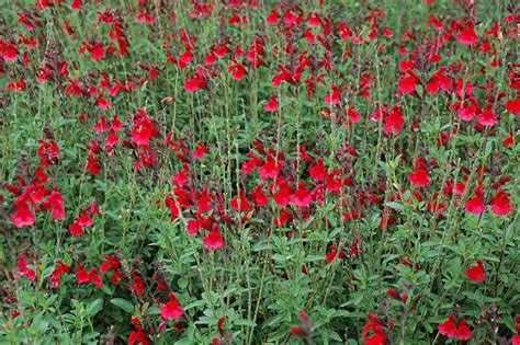 Salvia Greggii ‘radio Red Kiefer Nursery Trees Shrubs Perennials