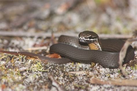 Only 3 Species Of Snake Found In Tasmania This Is The Smallest