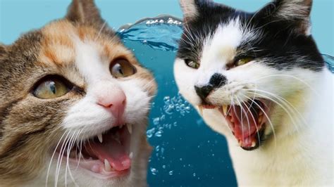 Cats Vs Water Youtube