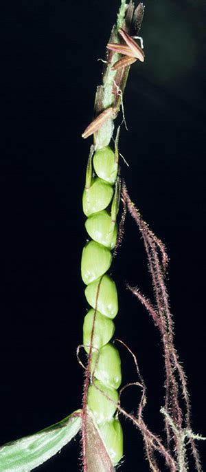 Corns Ancestor Could Help It Go Green Eos