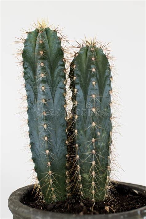 See more of san pedro cactus trichocereus pachanoi on facebook. Cactus Type San Pedro With Two Heads With Thorns And Green ...