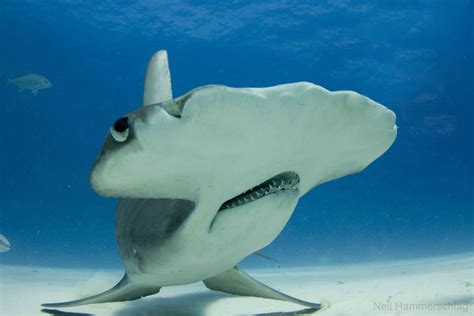 Hammerhead Shark Photos From Exhilarating Dive National Geographic Blog