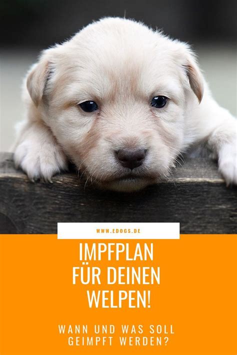 Wenn ja wann weiß ich wann es zeit dafür ist? Wann muss mein Hund geimpft werden? - edogs Magazin ...