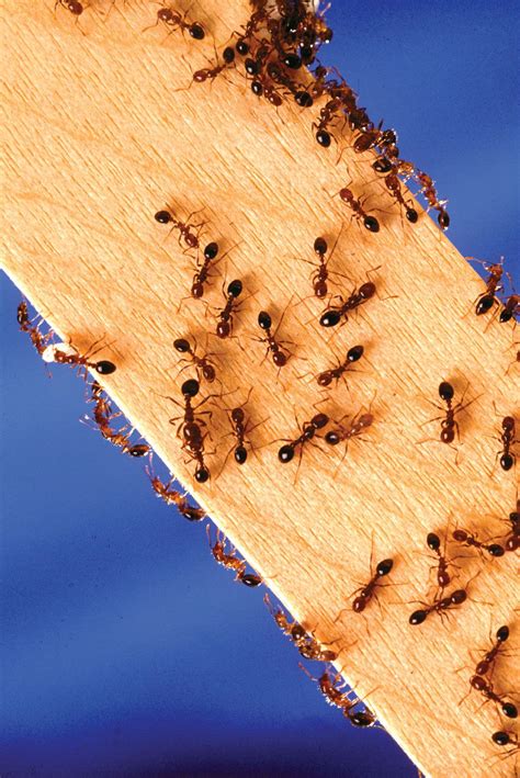 Fire Ant Description Genus Invasive Sting And Facts Britannica