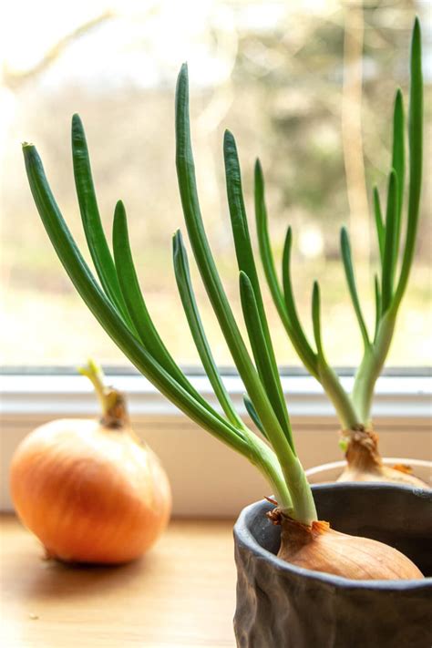 How To Grow Onions In Containers Expert Tips And Techniques