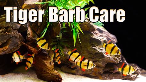 Such A Misunderstood Fish Tiger Barb Care And Breeding YouTube