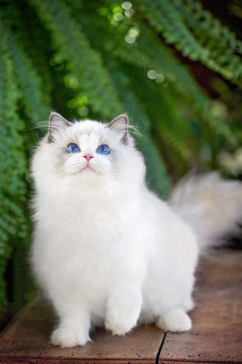 Ragdoll Cat Kitten White Cat In 2023 Ragdoll Cat White Ragdoll Cat