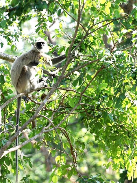 Chamarajanagar Glimpse Of Indias Wildlife Natural Beauty And