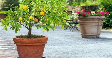 How To Grow Citrus Trees In Containers Citrus Trees Potted Trees