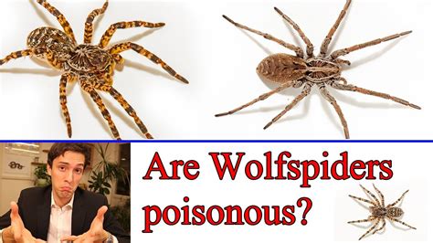 Are Wolf Spider Bites Dangerous