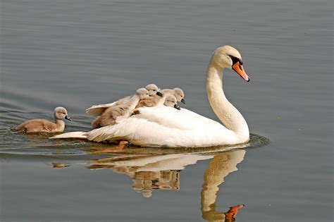 10 Animal Mothers That Carry Babies On Their Backs Live Science