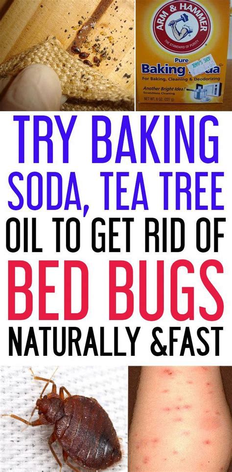 Assassin bugs bite and their bites can be fatal to other insects. How to get rid of bed bugs using these natural ingredients ...