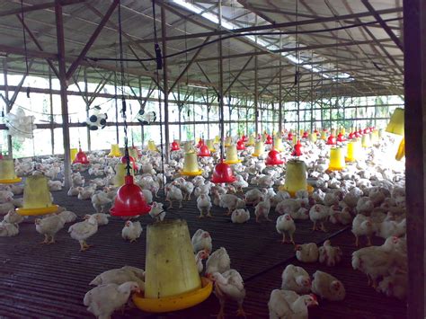 Laporan tahunan atau annual report adalah ringkasan keuangan dari aktivitas perusahaan dalam periode satu tahun. Menteri Beri Jaminan Harga Telur Ayam Akan Stabil Semula ...