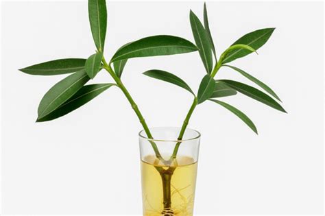 Oleandrin is an extract from the plant, nerium oleander, which contains substances that are similar to the active chemical found in the heart medication, digoxin. Oleander als Zimmerpflanze halten » So fühlt sie sich wohl