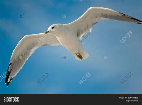Large White Bird Black Wing Tips Raptor Identification And
