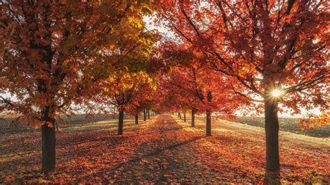 3840x2160 Autumn Fall Season Trees 4k 4k Hd 4k Wallpapersimagesbackgroundsphotos And Pictures