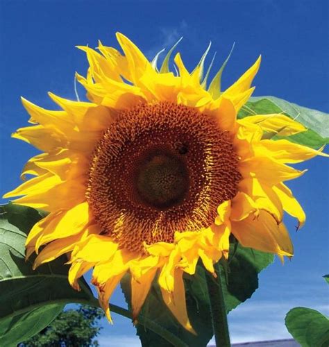Growing Sunflowers Varieties Planting Guide Care Problems And