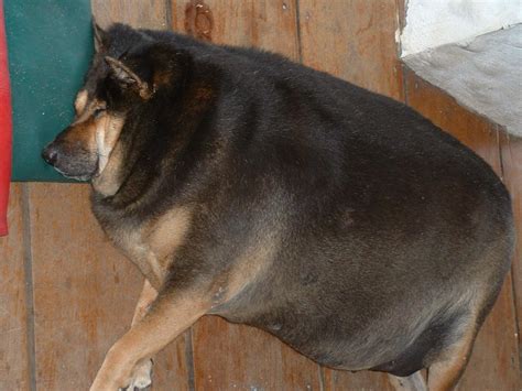 101 Trucs A Voir Des Animaux Obèses Quand La Nature Ne Peut