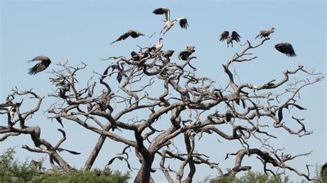 Wallpaper Birds Animals Nature Branch Flying Wildlife Vultures