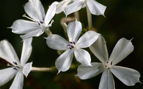 Free shipping on qualified orders. White Plumbago Scandens - 1 Gallon - Shrub, Perennial ...