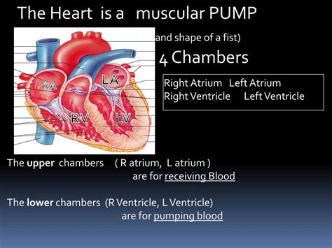 Heart Anatomy Chambers Valves And Vessels Anatomy Physiology