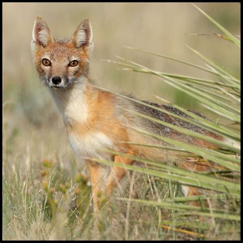 Swift Fox Swift Fox Fox Mammals
