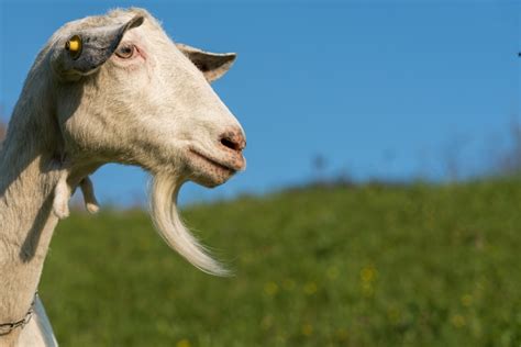 How Long Do Goats Live