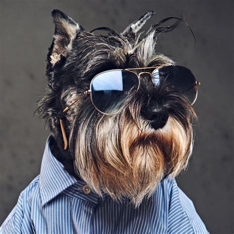 Psbattle Dog Wearing Sunglasses Photoshopbattles