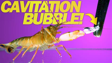 Snapping Shrimp Attacks At 11000 Fps Cavitation Bubbles Youtube