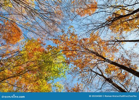 Autumn Forest Treetops Stock Photo Image Of Green Foliage 35334580
