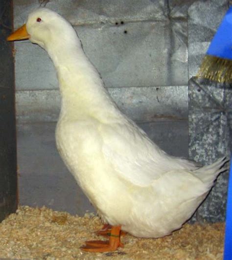 About pekin ducks the pekin duck originated in what is now known as bejing, china and was introduced into the americas in the 1870s. Pekin Duck For Sale | Ducks | Breed Information | Omlet