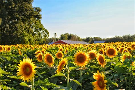 I lean towaards no. if you have more than one sunflower in that condition, perhaps you can cut only only one and see what happens. Comprehensive Guide on How to Harvest Sunflower Seeds ...