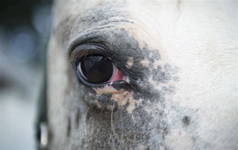 Understanding Equine Eye Problem Uveitis Handh Vip Horse And Hound