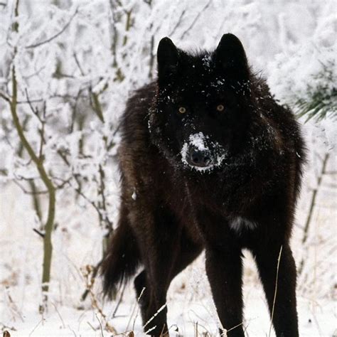 Best hd black wolf wallpaper app for your phone or tablet for free. 10 Latest Black Wolf Wallpaper Hd FULL HD 1920×1080 For PC ...